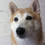 花ちゃんアイキャッチ