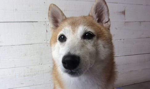 花ちゃんアイキャッチ