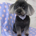 桃太郎ちゃんアイキャッチ