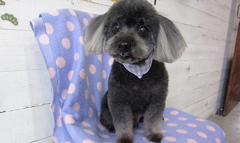 桃太郎ちゃんアイキャッチ