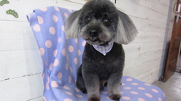 桃太郎ちゃんアイキャッチ