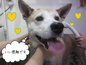 MIXのはなちゃんシャンプー中
