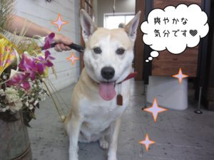 MIXのはなちゃん施術後