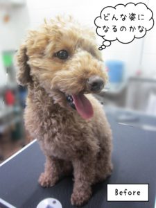 TPのゆずちゃんカット前