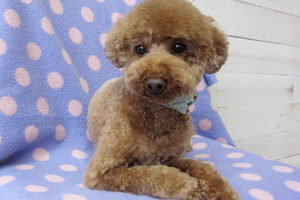 ゆずちゃんアイキャッチ