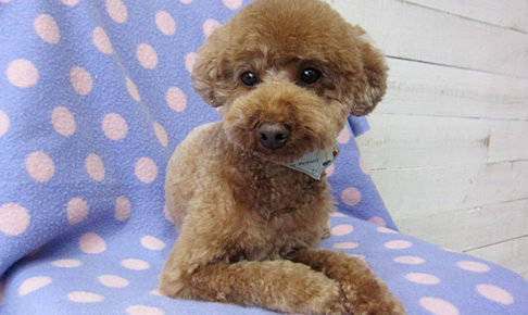 ゆずちゃんアイキャッチ