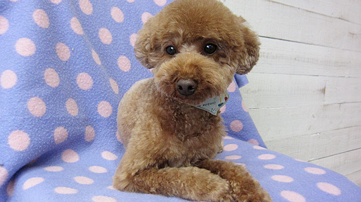 ゆずちゃんアイキャッチ