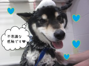 柴犬の吉助ちゃんシャンプー中