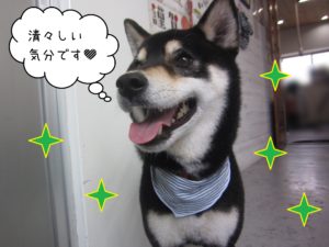 柴犬の吉助ちゃん施術後