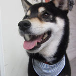 吉助ちゃんアイキャッチ