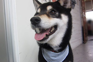 吉助ちゃんアイキャッチ