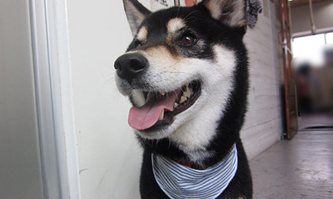 吉助ちゃんアイキャッチ