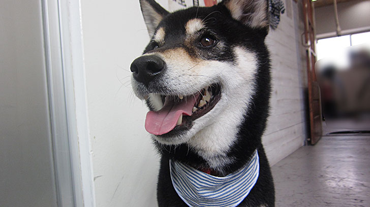 吉助ちゃんアイキャッチ