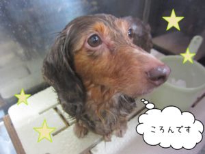 MDのころんちゃんシャンプー中