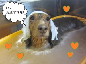 MDのころんちゃんスパ中