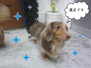 MDのころんちゃん施術後