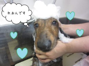 MDのれおんちゃんシャンプー中