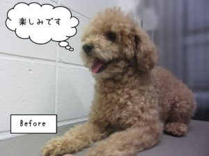 TPのマルちゃんカット前