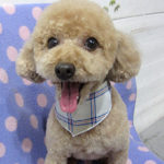 マルちゃんアイキャッチ