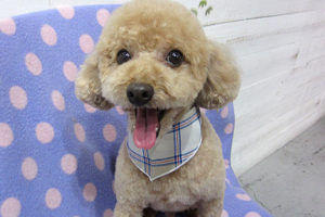 マルちゃんアイキャッチ