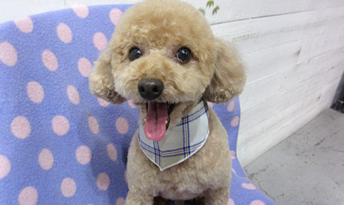 マルちゃんアイキャッチ