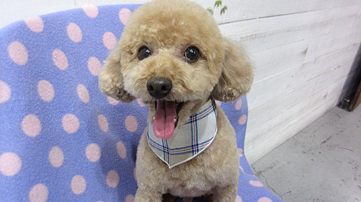 マルちゃんアイキャッチ