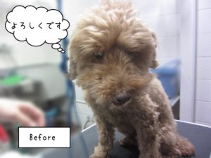 TPのケイちゃんカット前