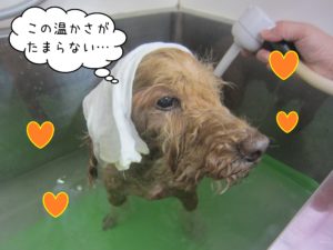 TPのケイちゃんスパ中