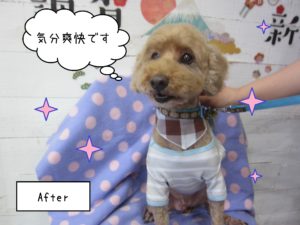 TPのケイちゃん施術後