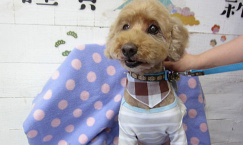 ケイちゃんアイキャッチ