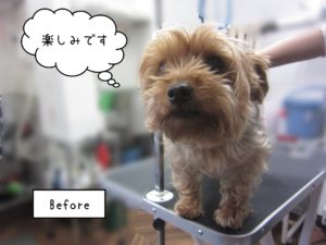 YKのマーブルちゃんカット前