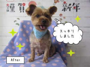 YKのマーブルちゃん施術後