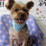 マーブルちゃんアイキャッチ