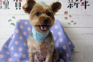 マーブルちゃんアイキャッチ