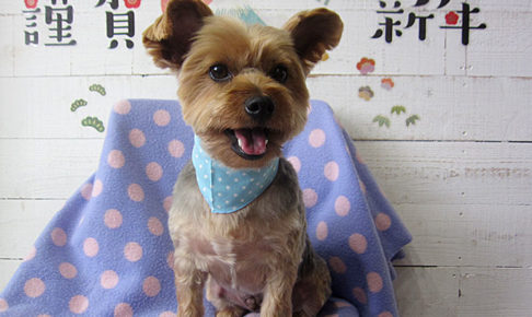 マーブルちゃんアイキャッチ