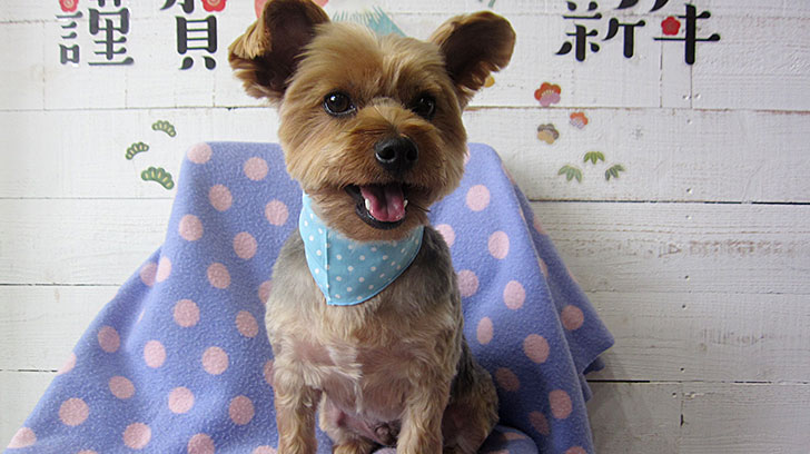 マーブルちゃんアイキャッチ