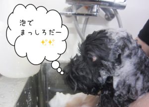 シャンプーミックス