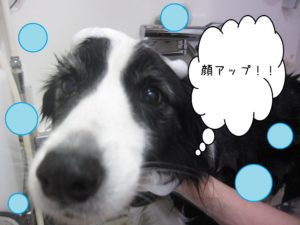 シャンプーボーダー