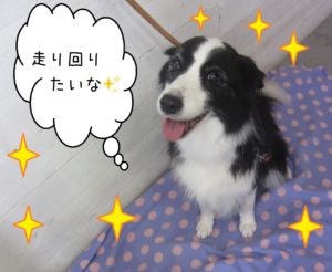 仕上がりボーダー