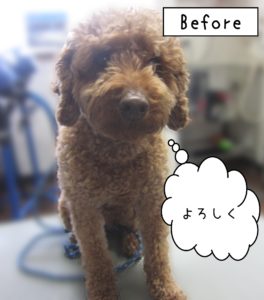 よろしくトイプー