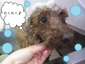 シャンプートイプー