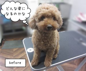 TPのてんこちゃん