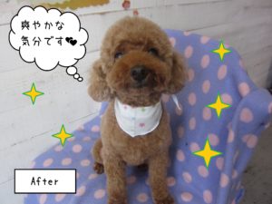 TPのてんこちゃん施術後