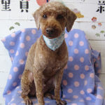 大悟ちゃんアイキャッチ