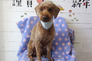 大悟ちゃんアイキャッチ