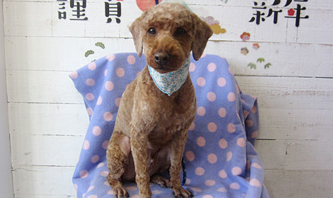 大悟ちゃんアイキャッチ