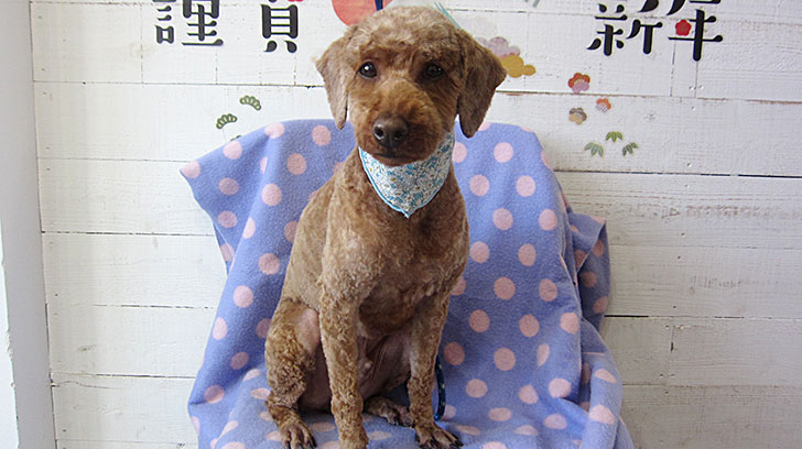 大悟ちゃんアイキャッチ