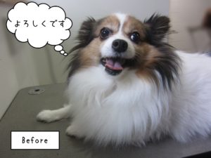 PPのメルちゃんカット前