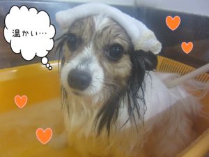 PPのメルちゃんスパ中