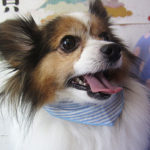 メルちゃんアイキャッチ